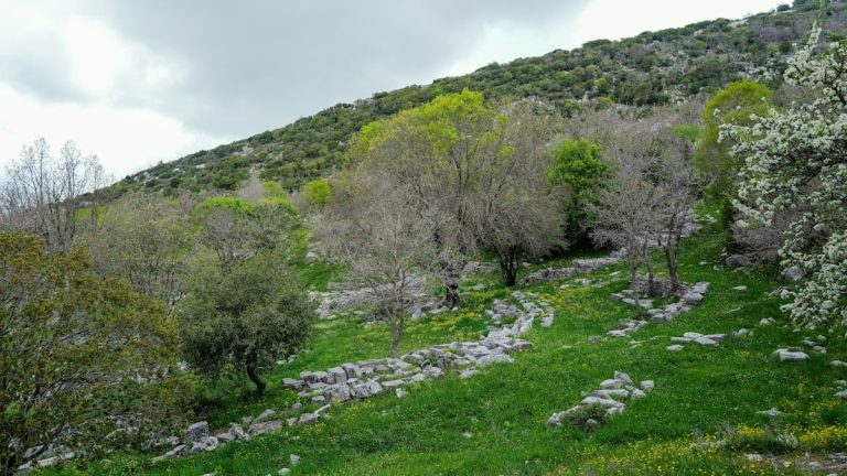 A scenic hillside is filled with trees and green grass