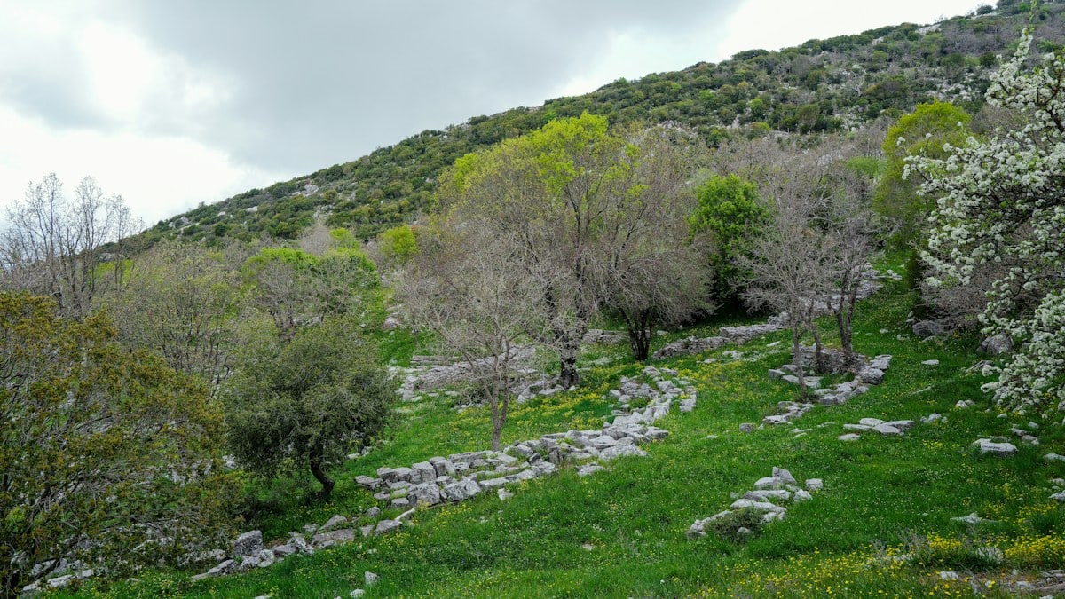 A scenic hillside is filled with trees and green grass